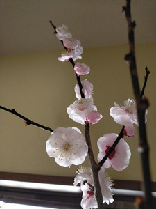 ume1.jpg