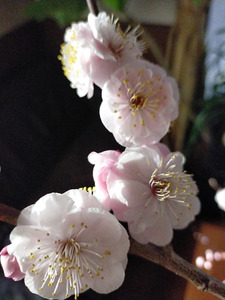 ume2.jpg
